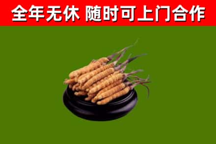奎文区烟酒回收冬虫夏草.jpg